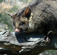 Moonlit Sanctuary Wildlife Conservation Park - SA Accommodation