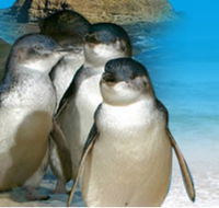 Phillip Island Penguin Parade - SA Accommodation