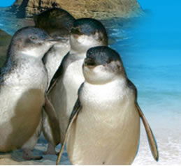 Phillip Island Penguin Parade - SA Accommodation 0