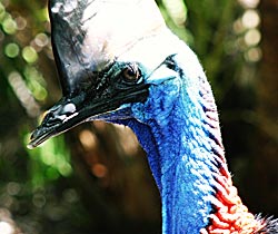 Dakabin QLD SA Accommodation