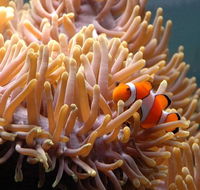 Reef HQ Great Barrier Reef Aquarium - SA Accommodation