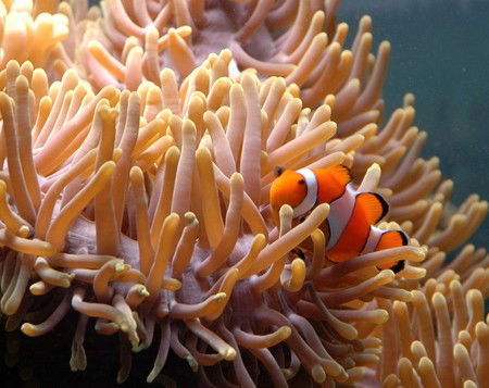 Reef HQ Great Barrier Reef Aquarium - SA Accommodation 0