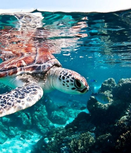 Reef HQ Great Barrier Reef Aquarium - SA Accommodation 1