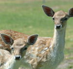 Marapana Wildlife Park - SA Accommodation