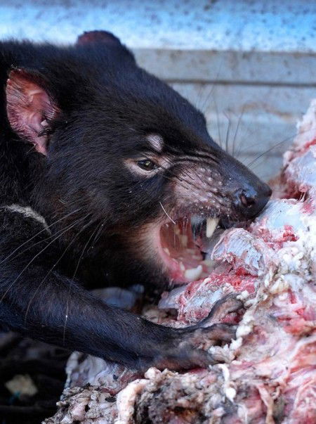 Peel Zoo - SA Accommodation 2