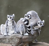 Adelaide Zoo - SA Accommodation