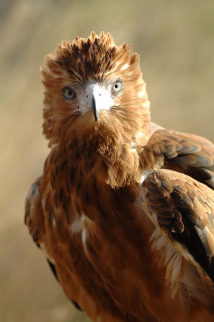 Alice Springs Desert Park - SA Accommodation 0