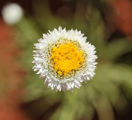 Alice Springs Desert Park - SA Accommodation 1