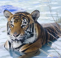 Zoo Doo Wildlife Park - SA Accommodation