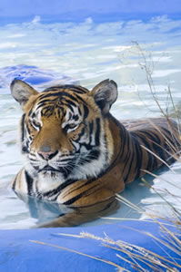Zoo Doo Wildlife Park - SA Accommodation 0