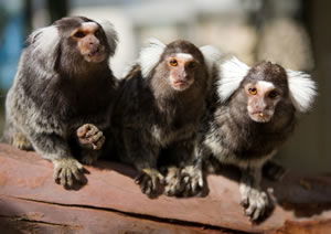 Zoo Doo Wildlife Park - SA Accommodation 1
