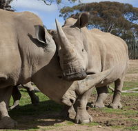 Monarto Zoo - SA Accommodation