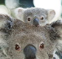 Billabong Koala and Wildlife Park - SA Accommodation