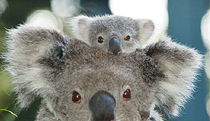 Billabong Koala And Wildlife Park - SA Accommodation 0