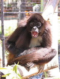 Billabong Koala And Wildlife Park - SA Accommodation 1