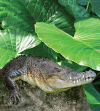 Billabong Koala And Wildlife Park - SA Accommodation 2