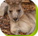 Calmsley Hill City Farm - SA Accommodation