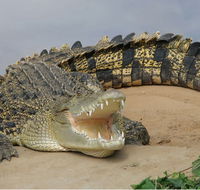 Dundee's Wildlife Park - SA Accommodation