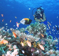 Drop Zone Dive Site - SA Accommodation