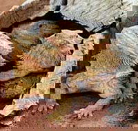 Alice Springs Reptile Centre - SA Accommodation