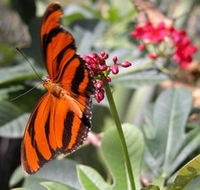 Butterfly Farm - SA Accommodation
