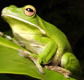 The Rainforest Habitat - SA Accommodation
