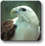 Kakadu National Park - SA Accommodation 0