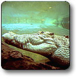 Kakadu National Park - SA Accommodation 1