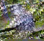 Koala Conservation Centre - SA Accommodation