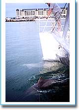 Temptation Sailing - SA Accommodation 1