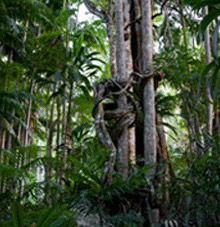 Rainforest Skywalk - SA Accommodation 3