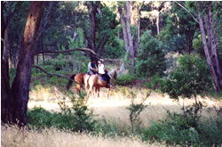 High Country Horses - SA Accommodation 1
