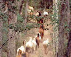High Country Horses - SA Accommodation 2