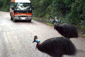 Kookaburra Tours - SA Accommodation 0