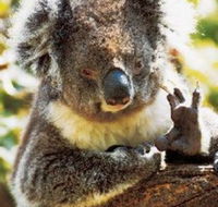 Gorge Wildlife Park - SA Accommodation