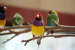 Kyabram Fauna Park - SA Accommodation 1