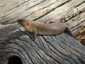 Kyabram Fauna Park - SA Accommodation 2