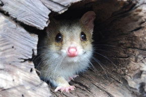 Kyabram Fauna Park - SA Accommodation 3