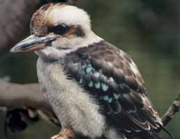 Nowra Wildlife Park - SA Accommodation 2