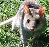 Urimbirra Wildlife Park - SA Accommodation