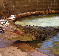 Wyndham Zoological Gardens and Crocodile Park - SA Accommodation