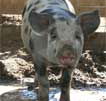 Wagga Wagga Zoo - SA Accommodation