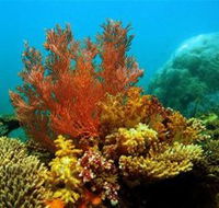 Three Islands Whale Shark Dive - SA Accommodation