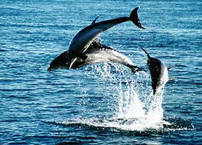 Polperro Dolphin Swims - SA Accommodation 1