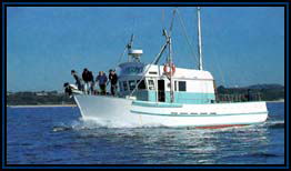 Polperro Dolphin Swims - SA Accommodation 2