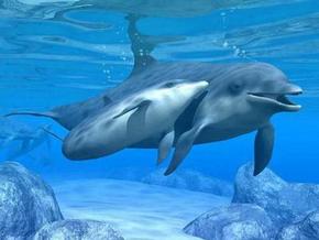Polperro Dolphin Swims - SA Accommodation 3