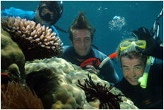 Dolphin Wild - SA Accommodation 1