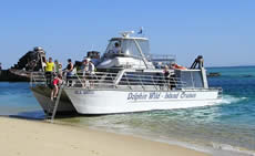 Dolphin Wild - SA Accommodation 2