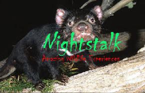 Something Wild - SA Accommodation 1