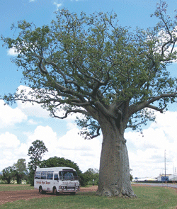 Kununurra Cruises - SA Accommodation 1